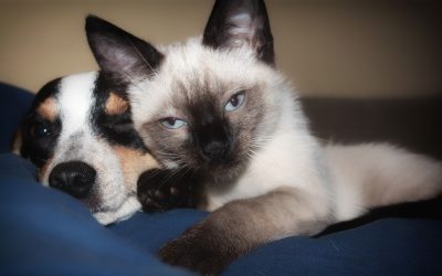 EU-Parlament beschließt erstmals europaweite Mindeststandards für Hunde und Katzen