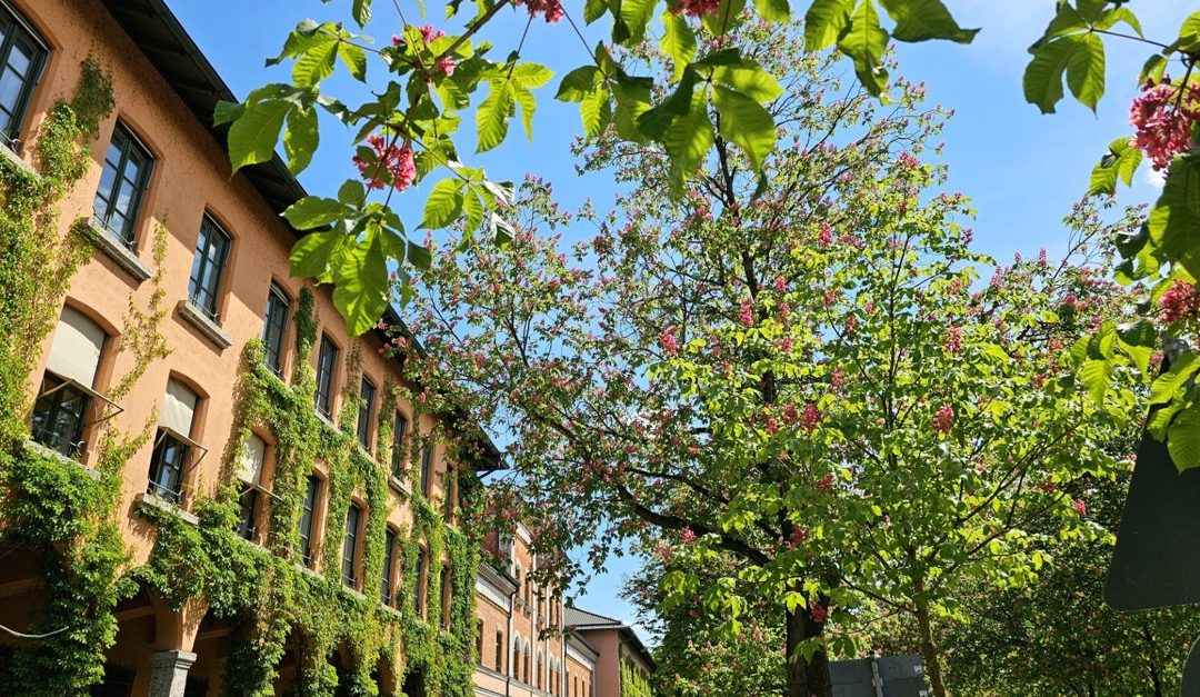 Rosenheim in voller Blüte: Kastanien färben Straßen in Weiß und Rot