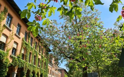 Rosenheim in voller Blüte: Kastanien färben Straßen in Weiß und Rot