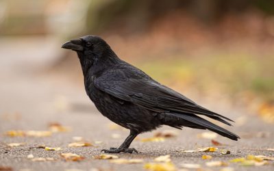 Tote Vögel am Hammerbach entdeckt – Polizei bittet um Hinweise