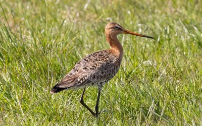 Drohnen helfen beim Schutz bedrohter Wiesenvögel – so viele Nester entdeckt wie noch nie