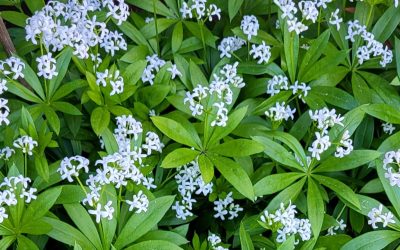 Waldmeister im Mai: Duftender Frühlingsklassiker – und mehr als Maibowle