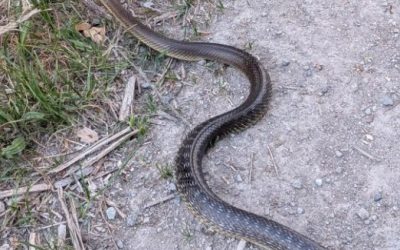 Seltene Äskulapnatter in Wasserburg am Inn entdeckt