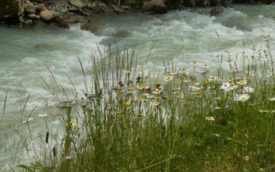 Nach 20 Jahren wiederentdeckt: LBV findet seltene Heuschrecke im Allgäu