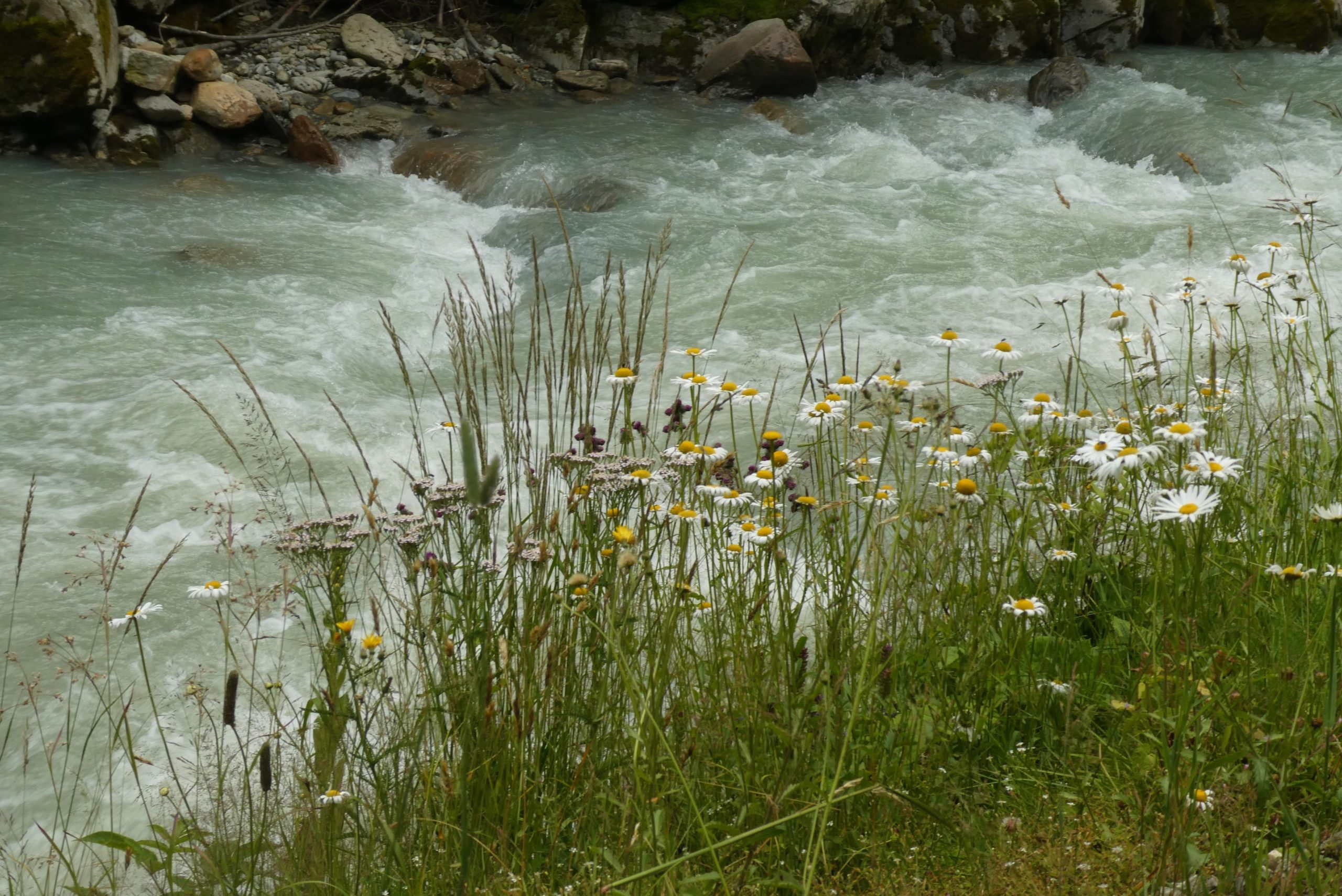 Flussufer Pixabay elsemargriet Flussufer mit Blumen