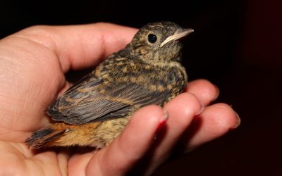 Mehr Platz für verletzte Wildvögel: Wildvogelhilfe Roßhart startet Spendenaufruf