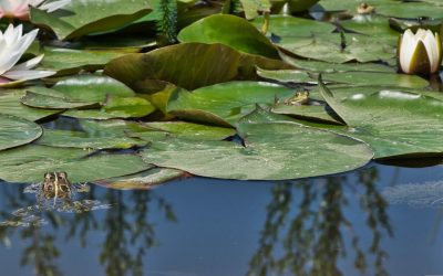Sommer als Belastungsprobe: So bleibt der Gartenteich auch bei Hitze im Gleichgewicht