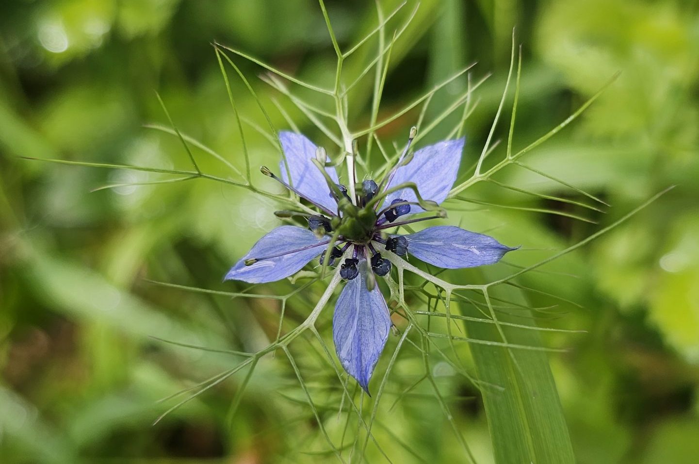 Blume Blume Copyright Josefa Staudhammer