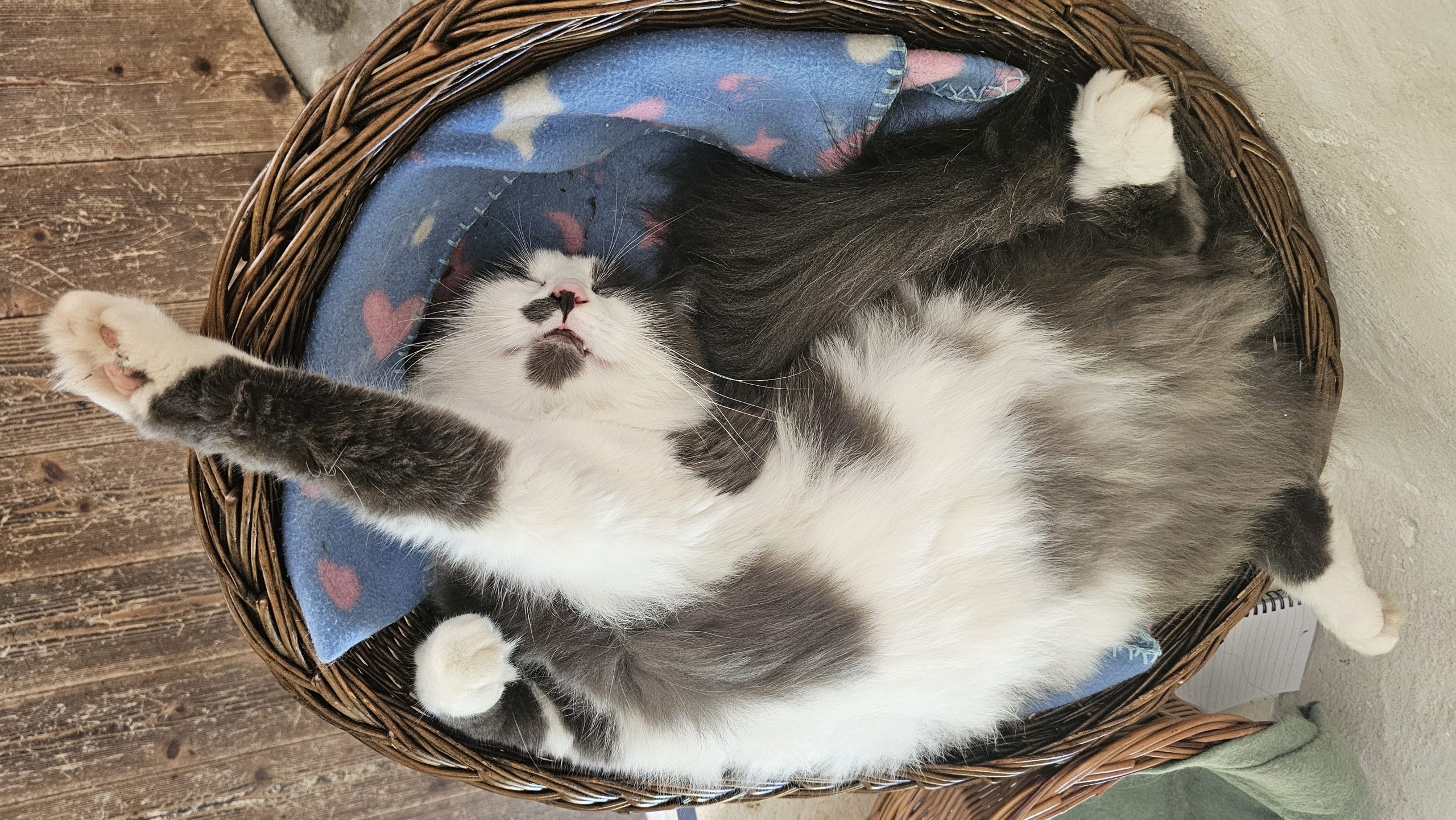 Katze Katze liegt mit Bauch nach oben in Katzennest