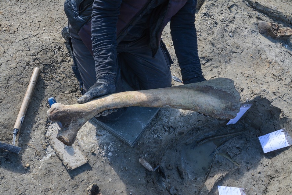 6 Bergung der ersten linken rippe des Mammut-Brustkorbs. Foto BLFD
