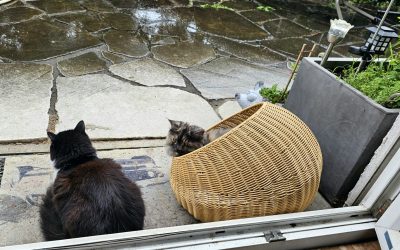 Samwise und Rosi warten auf besseres Wetter