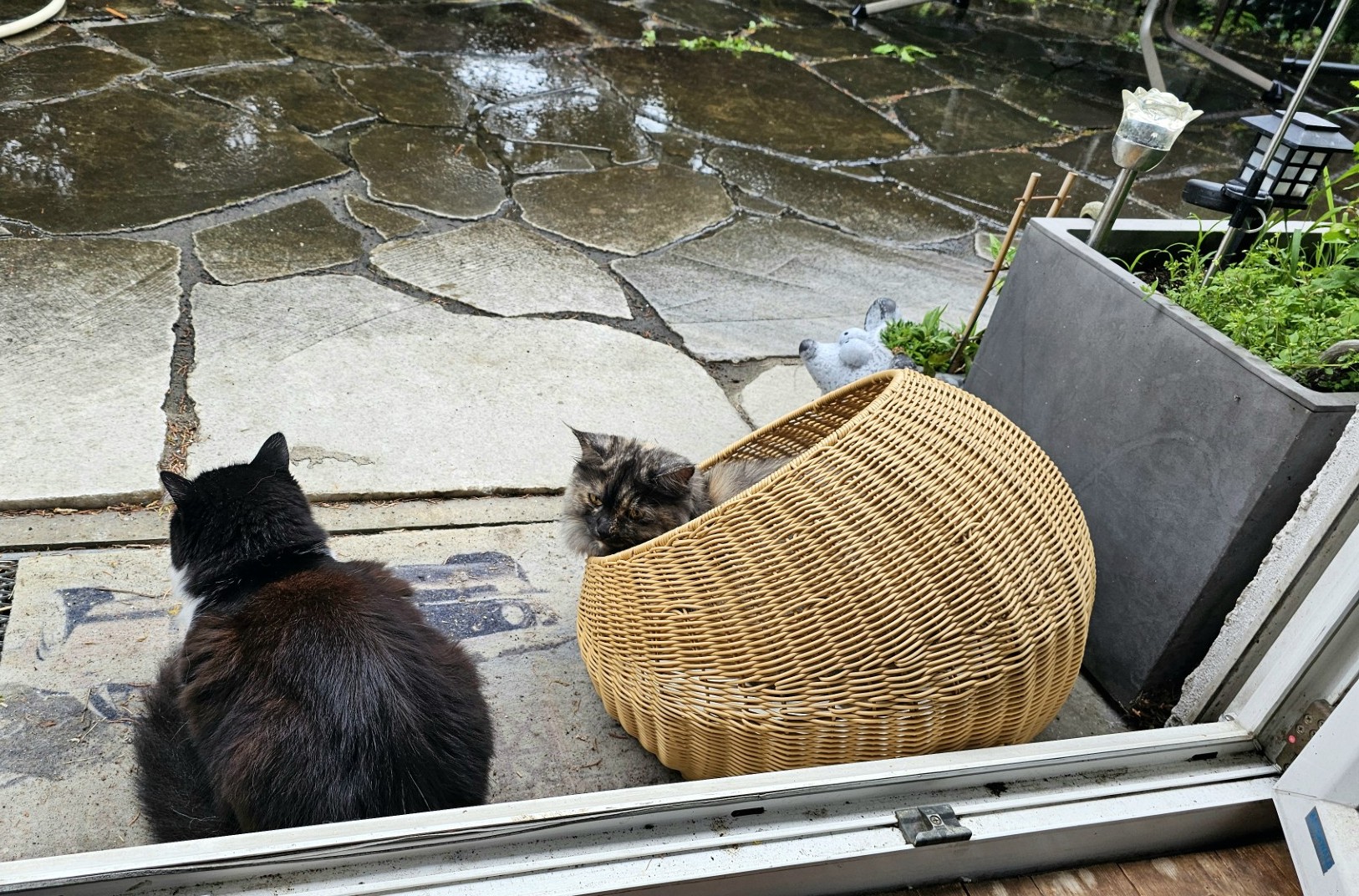 8543ad7f-27f8-4f29-aac7-ad7f12c0d407 Samwise und Rosi beobachten den Regen. Foto: Josefa Staudhamemr