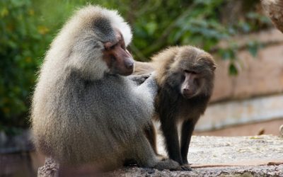 Mantelpaviane aus Hellabrunn umgezogen – Fläche wird für neue Panda-Anlage frei