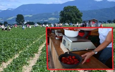 Erdbeersaison in Rosenheim: Felder locken zum Selberpflücken