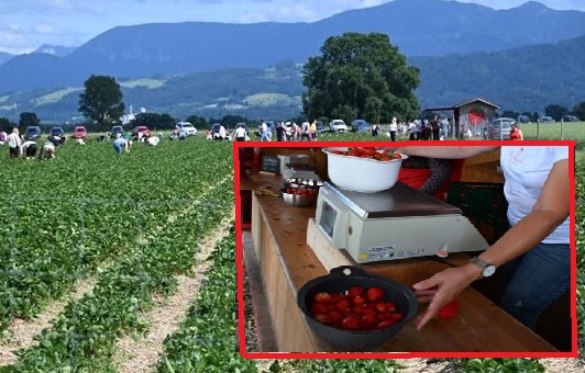 Erdbeersaison in Rosenheim: Felder locken zum Selberpflücken