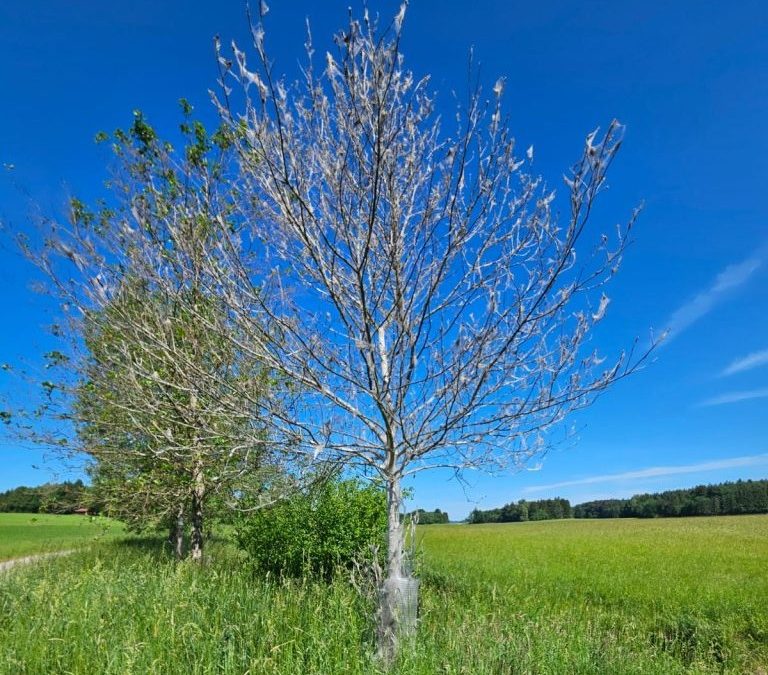 Gespinstmotten statt Eichenprozessionsspinner: Bäume im Landkreis Rosenheim kahlgefressen
