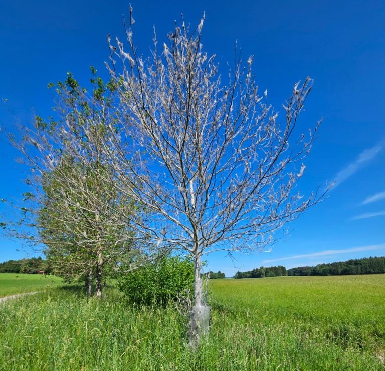 Gespinstmottenbefall-an-Ahorn_Landratsamt-Rosenheim-Bauhof-Tuntenhausen-768×1024 Starker Gespinstmottenbefall an einem Ahorn. Foto: Landratsamt Rosenheim-Bauhof Tuntenhausen