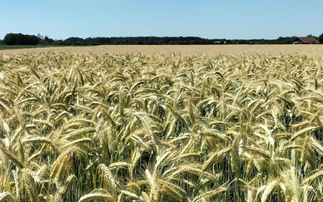 MorgenINNPULS – Schon gewusst?