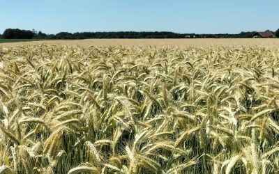 MorgenINNPULS – Schon gewusst?