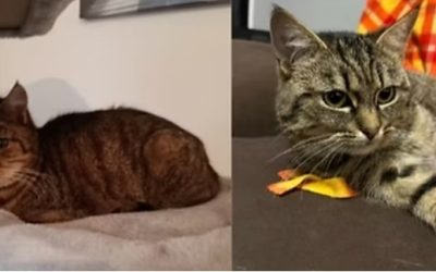 Tiere suchen ein Zuhause: Doria & Debby – zwei Katzenmädchen auf der Suche nach Glück