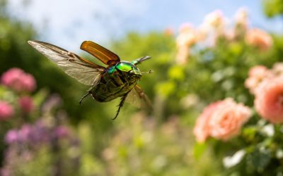 Der Rosenkäfer: 10 Fragen – 10 Antworten über den schillernden Sommerkäfer