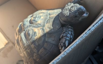 Schildkröte landet nach Ausflug im Tierheim Rosenheim