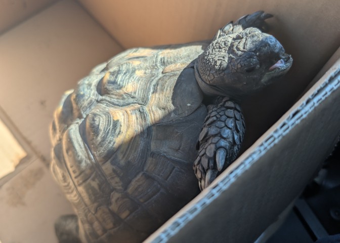 Schildkröte landet nach Ausflug im Tierheim Rosenheim