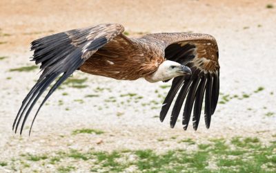 Gänsegeier über Bayern: Seltene Greifvögel aktuell an mehreren Orten gesichtet