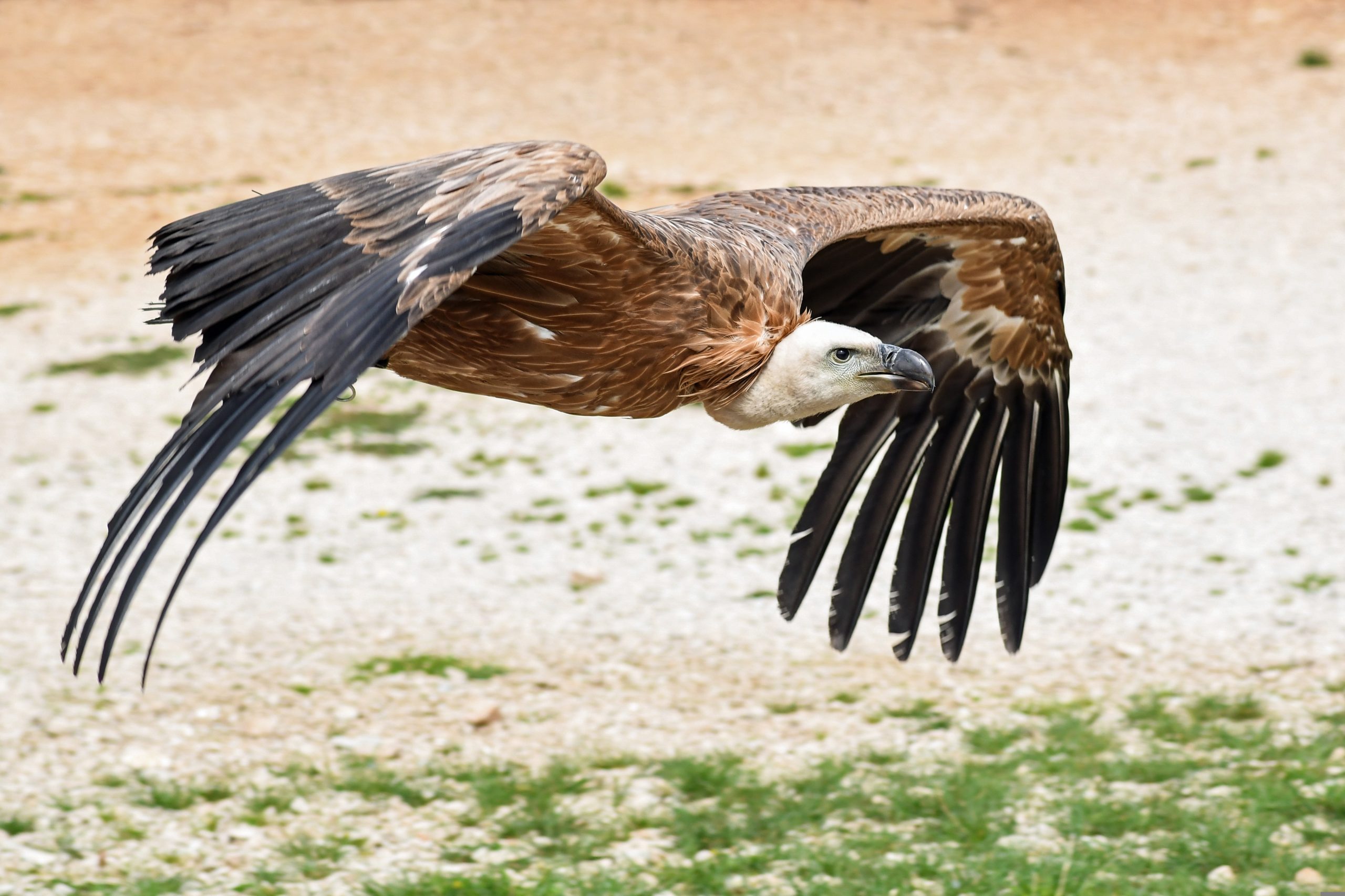 Gänsegeier, Pixabay christels-vulture Gänsegeier