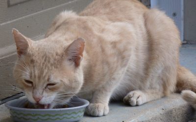 Neuer Futterrechner für Hunde und Katzen: So beugen Tierhalter Übergewicht effektiv vor