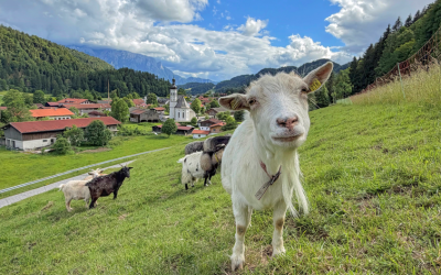 Schafskälte? Diese Ziege in Sachrang bleibt cool
