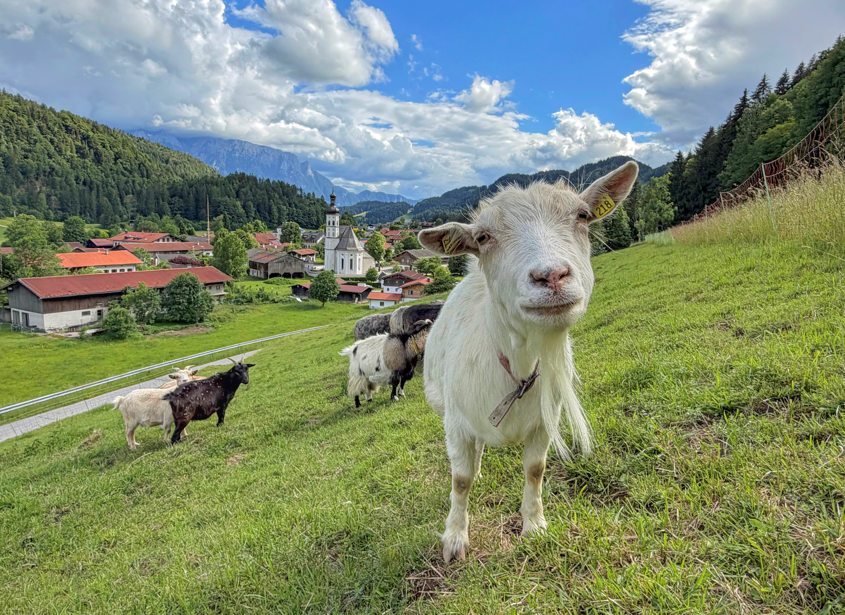 Schafskälte? Diese Ziege in Sachrang bleibt cool