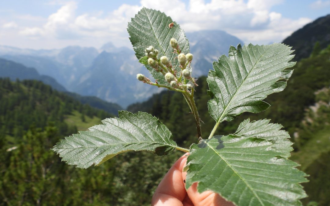Mehlbeeren: Kleine Bäume mit großer Bedeutung für die Alpen