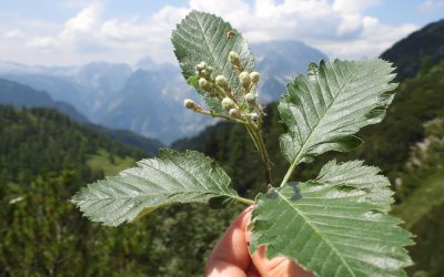 Mehlbeeren: Kleine Bäume mit großer Bedeutung für die Alpen