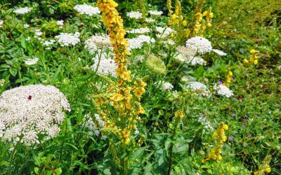 Wildkräuterwanderung in Prien: Pflanzen im Eichental entdecken