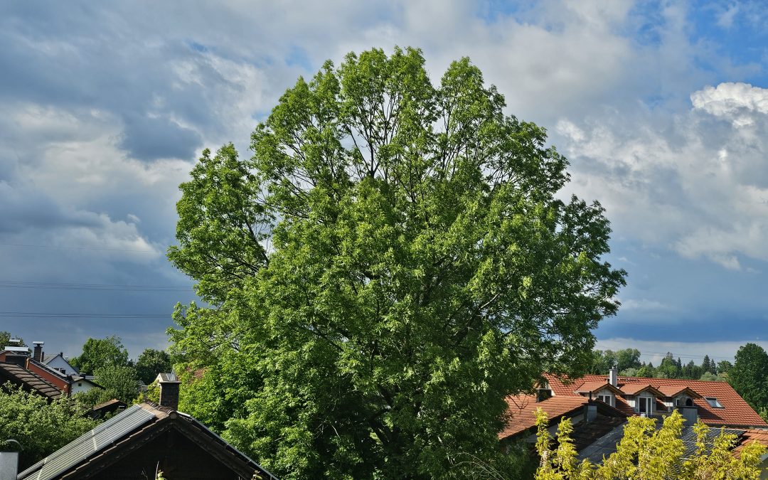 Rosenheims Eschen unter Druck: Warum 22 Bäume weichen müssen