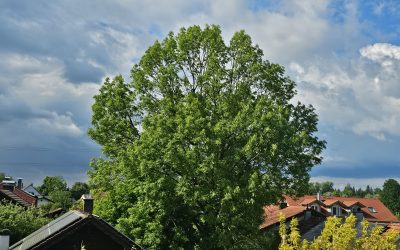 Rosenheims Eschen unter Druck: Warum 22 Bäume weichen müssen