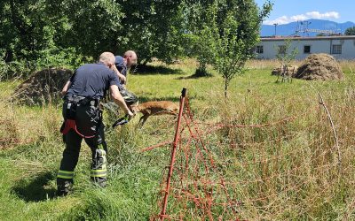 Rehbock in Not: Feuerwehr befreit Tier aus Gartennetz