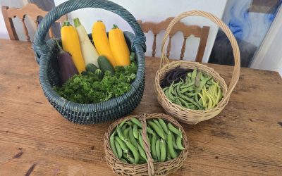 Frisch aus dem Innpuls-Garten: So reich fällt unsere Ernte heuer aus