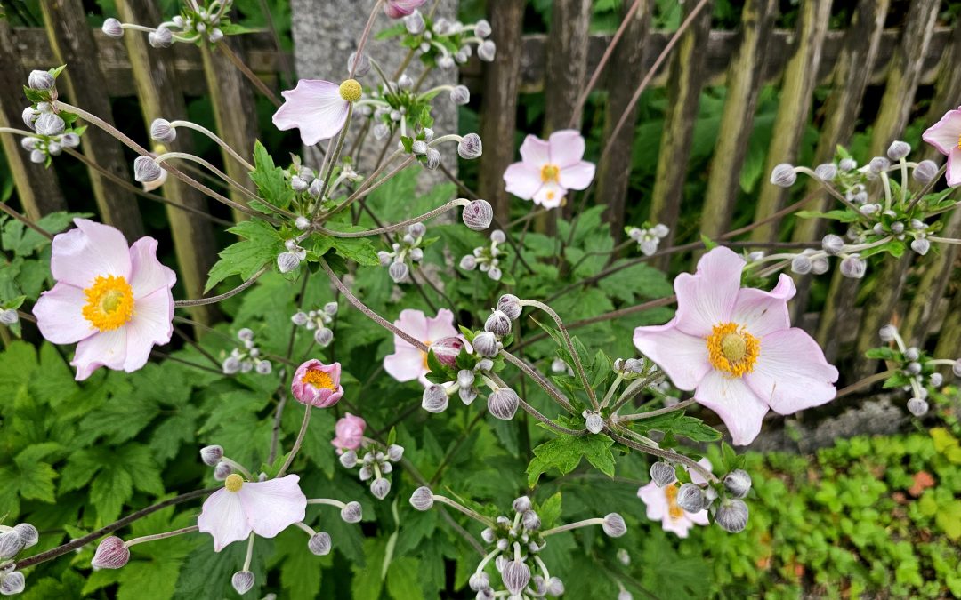 MorgenINNPULS – Schon gewusst?