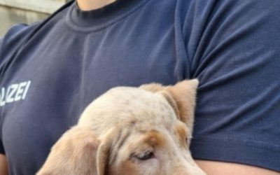 Hundewelpen-Transport bei Lindau gestoppt
