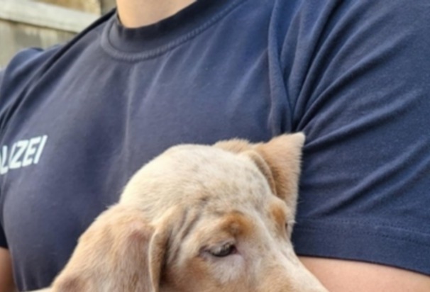 Hundewelpen-Transport bei Lindau gestoppt
