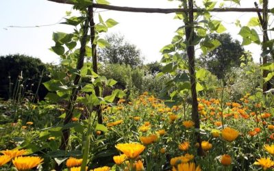Workshop: Naturkosmetik selbst herstellen