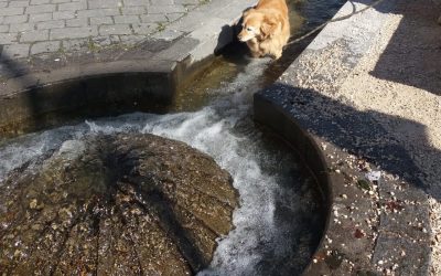 Hundstage haben begonnen – doch mit Hunden haben sie eigentlich gar nichts zu tun