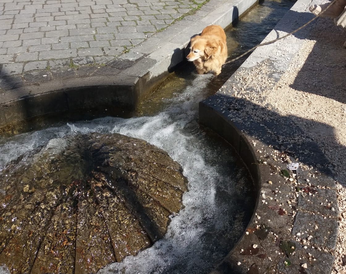 IMG-20260722-WA0000 Hund steht im Geriinne am Rosenheimer Ludwigsplatz. Foto: re