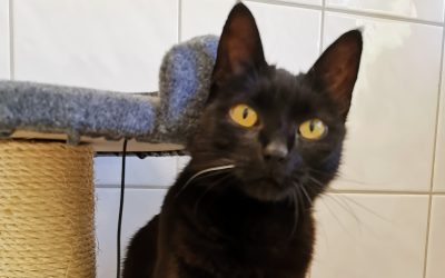 Tiere suchen ein Zuhause: Hanni – eine schwarze Katzenschönheit