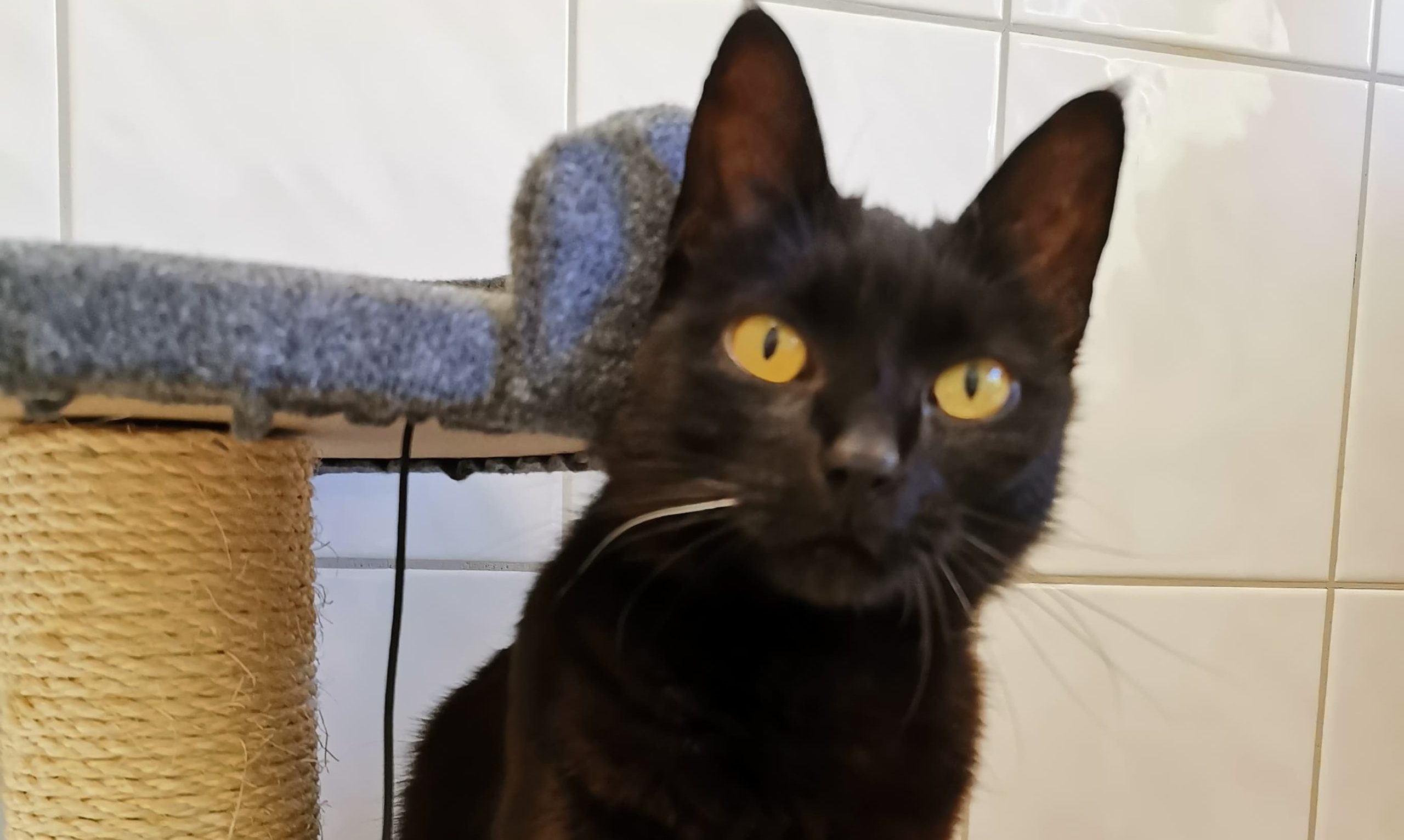 Katze-Hanni Copyright Tierheim Ostermünchen, zeigt Hanni