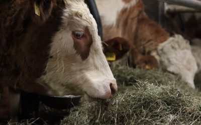 PETA erstattet Anzeige wegen Rinderhaltung im Landkreis Rosenheim