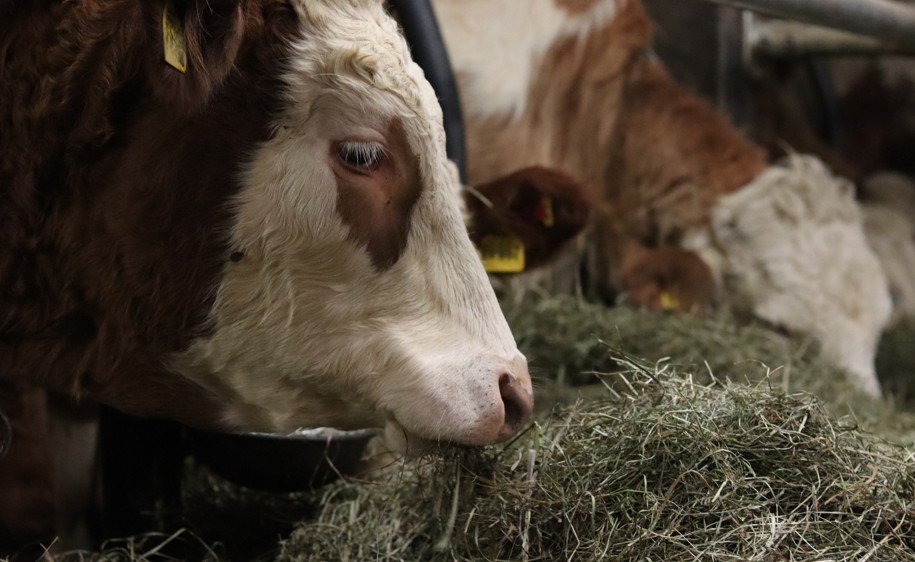 PETA erstattet Anzeige wegen Rinderhaltung im Landkreis Rosenheim
