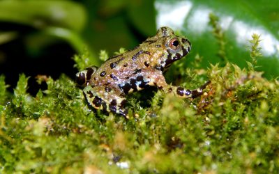 Bioaktive Terrarien im Trend: So funktioniert das natürliche Ökosystem hinter Glas